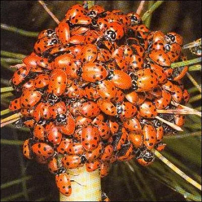 Pendant la saison froide, la coccinelle :