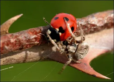 Pour se défendre contre ses prédateurs, la coccinelle :