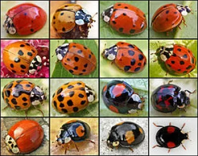 Il existe environ 3000 espèces de coccinelles dans le monde dont :
