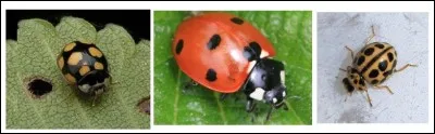 En France, quelles sont les caractéristiques de l'espèce de coccinelles la plus fréquente ?