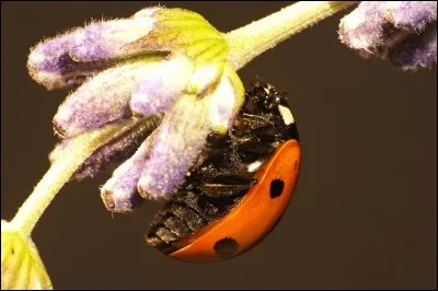 La coccinelle est donc :