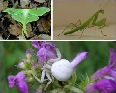 Quel animal n'est pas considéré comme un prédateur de la coccinelle ?