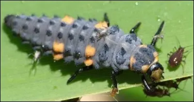 Une larve de coccinelle peut dévorer :