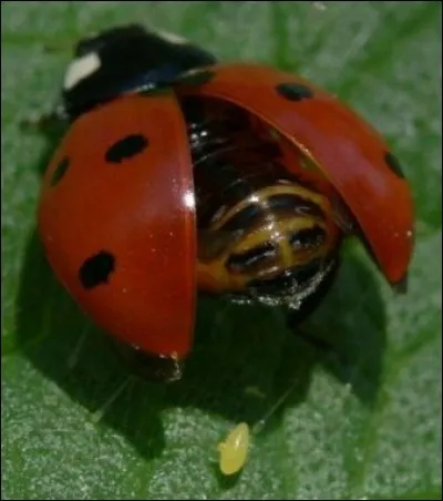L'éclosion des ufs de la coccinelle a lieu :