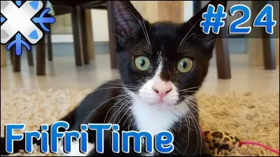 Comment s'appelle le dernier chat qui est arrivé dans son appartement ?