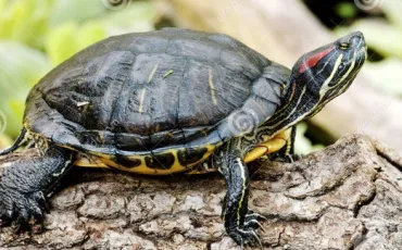 Quiz Tortues