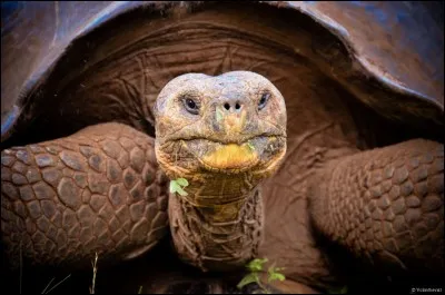 Les tortues géantes des Galápagos peuvent-elles vivre jusqu'à 200 ans et peser jusqu'à 300 kg ?