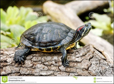 Quelle est l'espèce de cette tortue d'eau ?