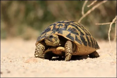 Quel est le nom de cette tortue ?