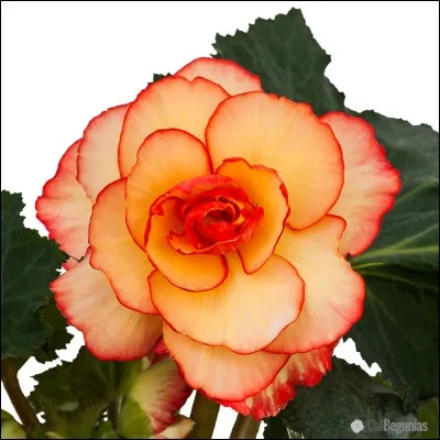 Quelle est cette fleur ?