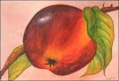 Plante tropicale de Polynésie dont les tubercules sont comestibles :