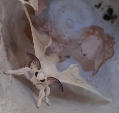 Sur l'image, c'est un bombyx du mûrier.
