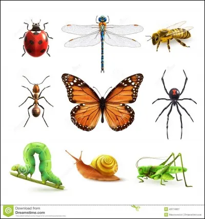 Lequel de ces insectes ne pond pas d'ufs ?