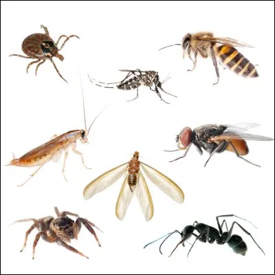 Parmi ces animaux, lequel n'est pas un insecte ?