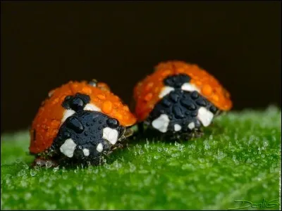 Que mangent les coccinelles ?