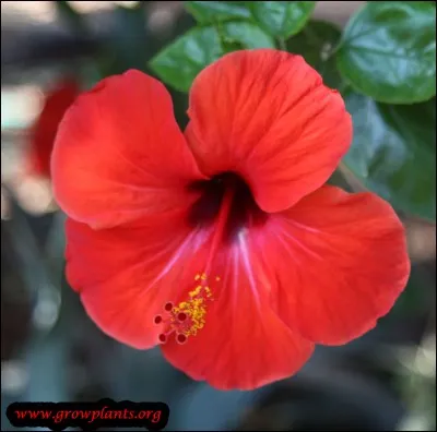 Sur la photo ci-dessous, vous pouvez voir un hibiscus.