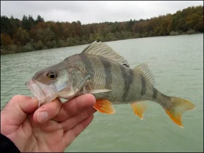 Quelle est cette image ?