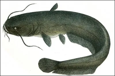 Quelle est cette image ?