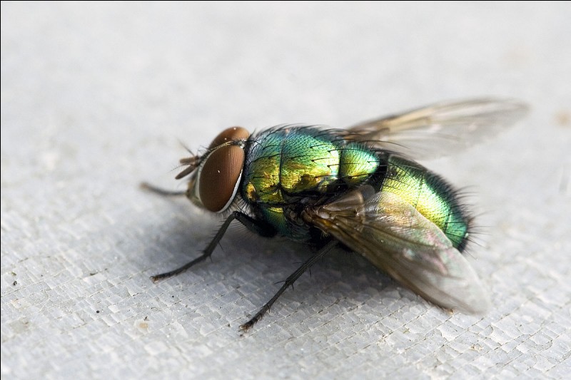 quel insecte est tu