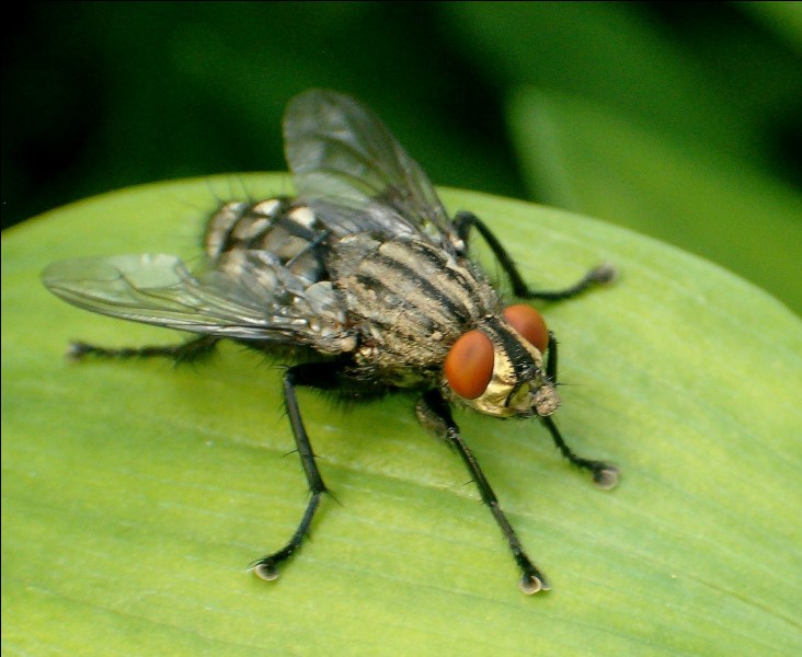 De quoi le corps d'une mouche domestique est-il recouvert ?