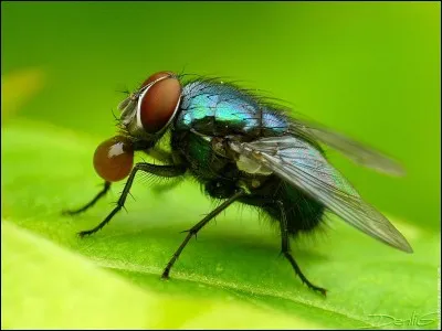 La mouche...