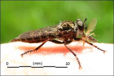 Combien y a-t-il d'espèces de mouches à toison dans le monde ?