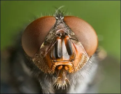 Il existe une espèce de mouche ayant ses larves se développant dans les cerises, cet insecte se nomme "mouche à cerise".