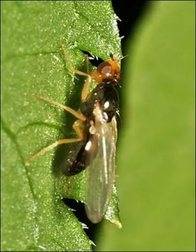 Peut-on trouver la mouche de la carotte en Océanie ?