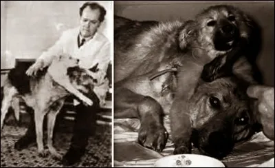 Combien de têtes Vladimir Demikhov ajoutait-il sur chaque chien ?