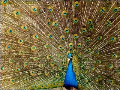 Cette volaille qui est une excellente navigatrice est particulièrement gelée, quand il fait froid ! C'est ce qu'on dit !