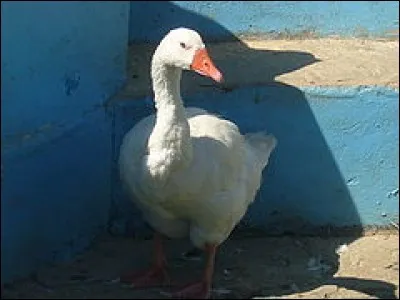 C'est vrai qu'il est séduisant, mais quel prétentieux celui-là ! Quelle volaille va-t-on lui appliquer ?