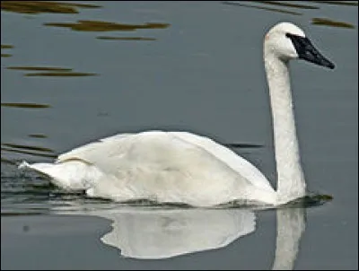 Quand on n'est pas très honnête, voire vraiment un escroc, on est associé à cette volaille là !
