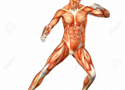 Quiz Le corps humain et ses caractristiques | 2