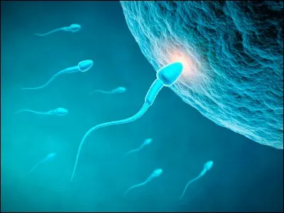 Chaque jour, combien de spermatozoïdes un testicule produit-il ?
