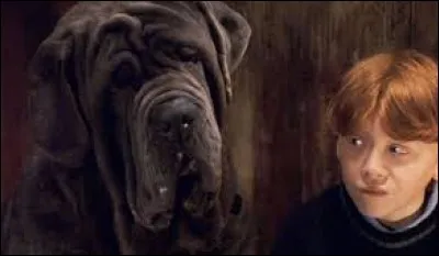Comment se nomme le chien de Rubeus Hagrid ?