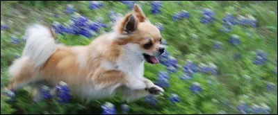 Quelle est la race de ce chien ?