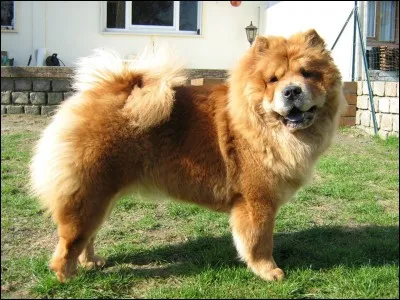 Quelle est la race de ce chien ?