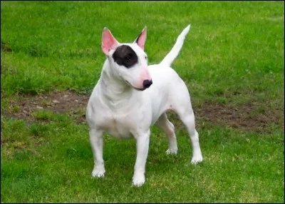 Quelle est la race de ce chien ?