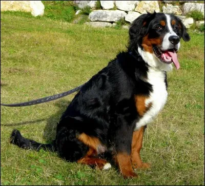 Quelle est la race de ce chien ?