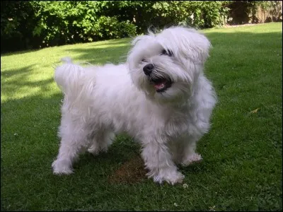 Quelle est la race de ce chien ?