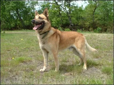 Quelle est la race de ce chien ?