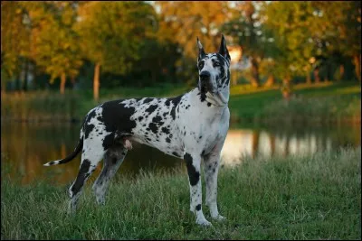 Quelle est la race de ce chien ?