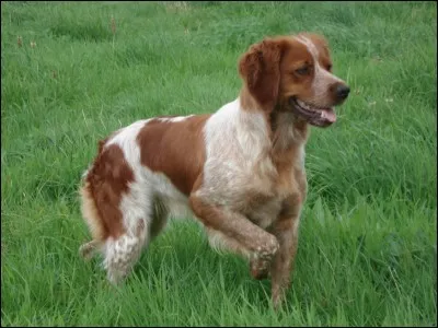 Quelle est la race de ce chien ?