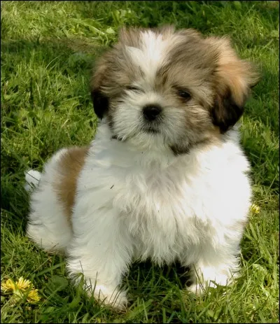 Quelle est la race de ce chien ?