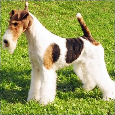 Quelle est la race de ce chien ?