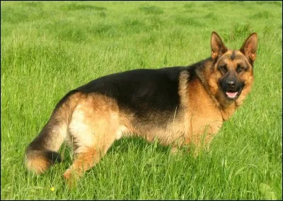 Quelle est la race de ce chien ?