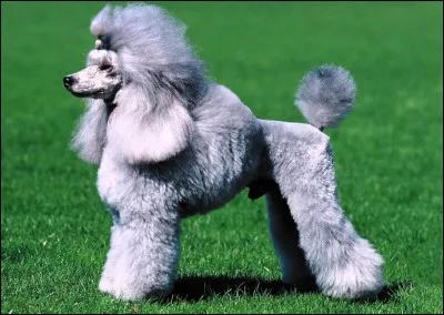 Quelle est la race de ce chien ?