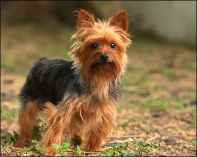 Quelle est la race de ce chien ?