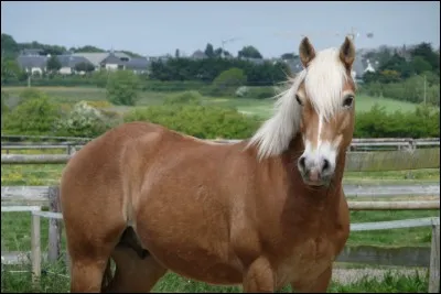 Quelle race de cheval est-ce ?