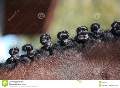 Comment appelle-t-on ces nattes sur la crinière des chevaux ?